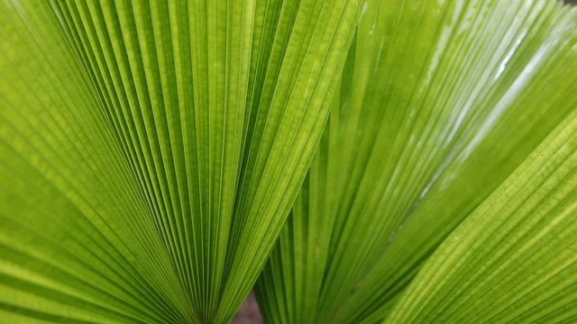 water rain drop on green palm leaf nature