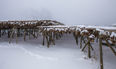 Cod stockfish hang to dry in cold winter air on wooden drying rack, Lofoten Islands, Norway