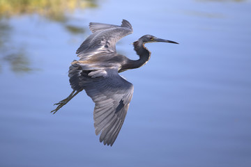 Obraz premium Heron in flight tricolored heron bird