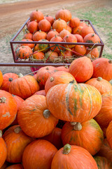 Wide-angle close-up of multiple tractor carts filled with ripe orange pumpkins, freshly harvested during the fall. Vertical orientation. Nakhon Nayok, Thailand. Season and agriculture concept.