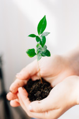 Plant in hands