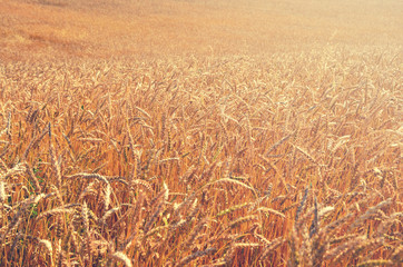 Ripe wheat growing in the agricultural field.Selective focus. 
