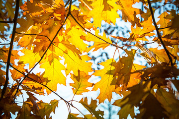 Oak leaves against the sunlight in autumn. Fall autumn background.