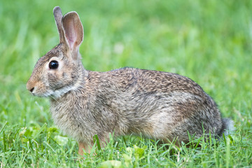 Naklejka na ściany i meble Eastern Cottontail Rabbit Profile