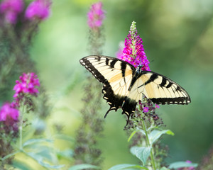 Eastern Tiger Swllowtil Butterfly