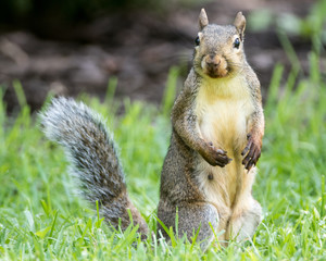 Eastern Grey Squirrel