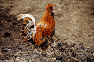 Young cockerel of Pavlov breed crowing in the village courtyard