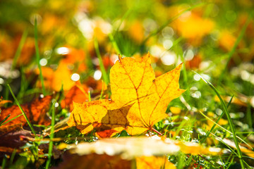 Autumn nature background.