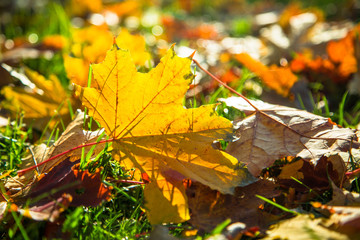 Autumn nature background.