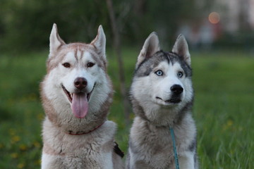 Siberian husky family. One with brown and one with blue eyes. Walk in the park.
