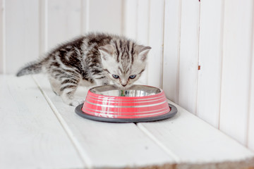 Beautiful grey kitten near the empty cat bowl.