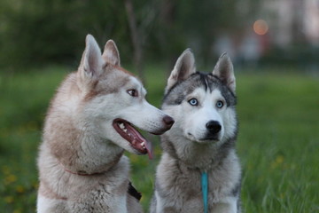Fototapeta premium Siberian husky family. One with brown and one with blue eyes. Walk in the park. 