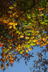 feuilles d'&eacute;rable en automne