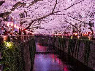 Festival des Cerisers en fleurs, au canal de Meguro à Tokyo, Japon.