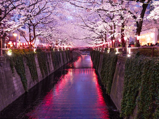 Festival des Cerisers en fleurs, au canal de Meguro à Tokyo, Japon.
