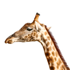 Portrait of cute giraffe on white background