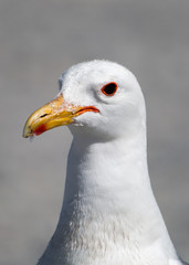 California Gull Closeup