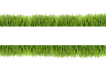 Frame of wheat grass on white background