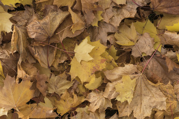 Season of beautiful autumn leaves. Nature background.