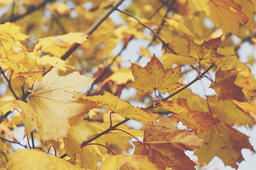 Fototapeta na wymiar Season of beautiful autumn leaves. Nature background.