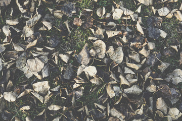 Season of beautiful autumn leaves. Nature background.