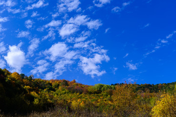 Mountain forest in autumn colors