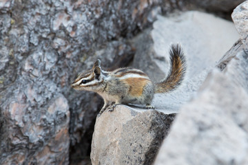 Lodgepole Chipmunk