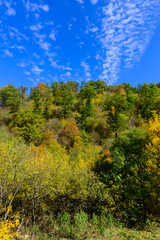 Mountain forest in autumn colors