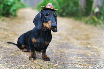 Nice portrait of a dog (puppy) breed dachshund black tan, in the cap of a cowboy  in the green forest