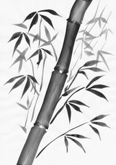Fototapeta na wymiar Bamboo watercolor study with black gouache on white paper.