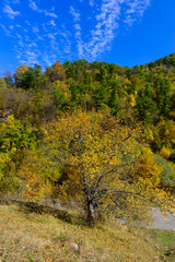 Mountain forest in autumn colors