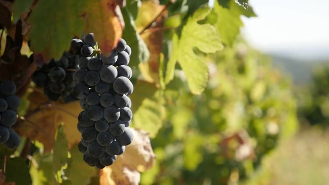 Autumn fruit Vitis vinifera in vineyard slow-mo footage - Organic common grape vine slow motion 