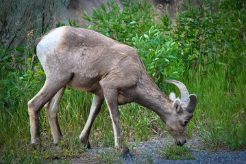 Big Horn Sheep Eating