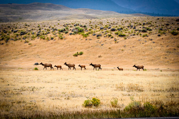 Fototapeta na wymiar Caravan of Elk