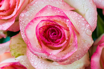 Pink roses, soft style, macro, with water drops