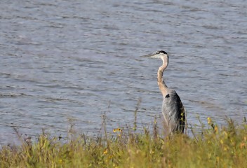 blue heron at the lake