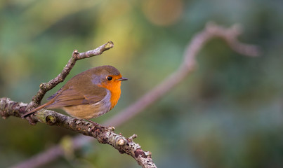 Red robin bird perched on a tree branch in the autumn sunset light