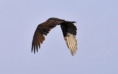 turkey buzzard in flight