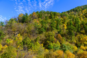 Obraz premium Mountain forest in autumn colors