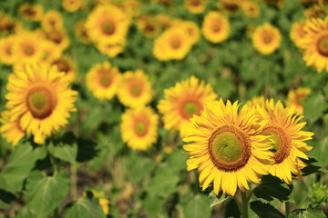 Obraz premium Girasoles