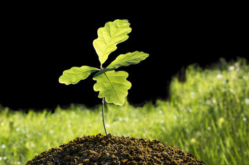 Small oak plant. Tree oak planted in the soil substrate. Seedlings or plants illuminated by the...