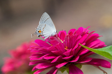 Hairstreak utterfly on Zinnia