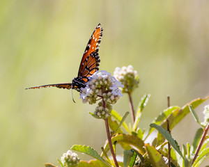 Queen Butterfly