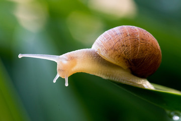 Lonely Garden Snail