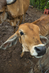 Calf in a stable posing for camera in the morning in Guatemala