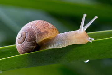 Garden Snail