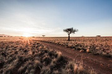 Sunrise Desert Track 