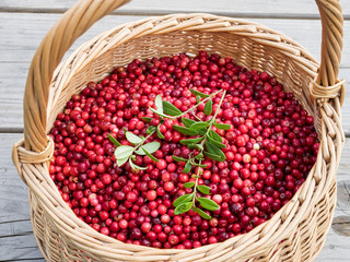 Lingonberry in wicker basket