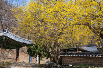 Obraz premium 산수유 꽃이 피는 마을