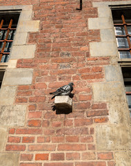 Pigeon rests on old Town Hall in Gdansk, Poland